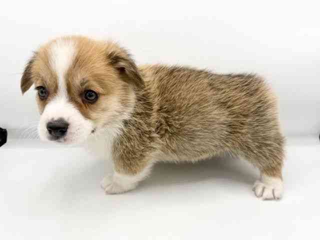 大阪府のウェルシュコーギーペンブローク (ひごペットフレンドリーららぽーとEXPOCITY店/2025年12月21日生まれ/男の子/レッドホワイト)の子犬の3枚目の画像