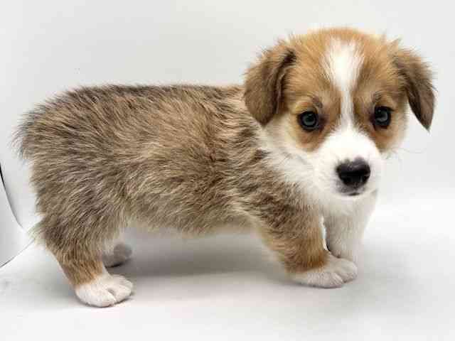 大阪府のウェルシュコーギーペンブローク (ひごペットフレンドリーみのおキューズモール店/2025年12月21日生まれ/男の子/レッドホワイト)の子犬の3枚目の画像