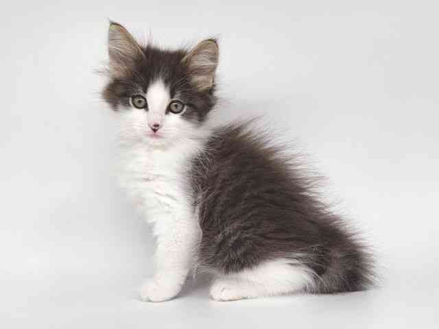 大阪府のノルウェージャンフォレストキャット (ひごペットフレンドリー泉ヶ丘店/2025年12月19日生まれ/男の子/ブラウンタビーホワイト)の子猫の3枚目の画像