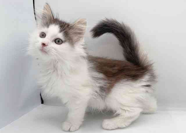 島根県のノルウェージャンフォレストキャット (ひごペットフレンドリーイオン松江ショッピングセンター店/2025年12月19日生まれ/男の子/ブラウンタビーホワイト)の子猫の3枚目の画像