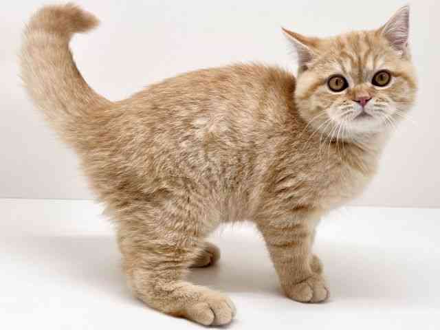 京都府のマンチカン (ひごペットフレンドリーイズミヤショッピングセンター八幡店/2025年12月20日生まれ/男の子/レッドタビー)の子猫の3枚目の画像