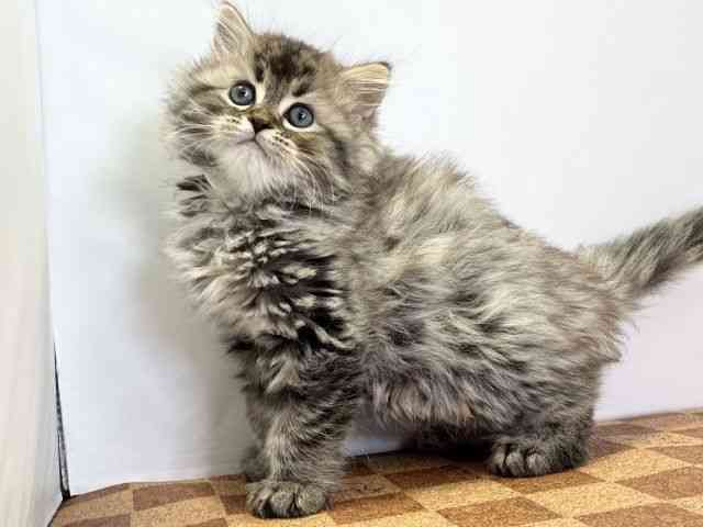 愛媛県のミヌエット (ひごペットフレンドリーエミフルMASAKI店/2025年12月20日生まれ/男の子/ブラウンタビー)の子猫の3枚目の画像