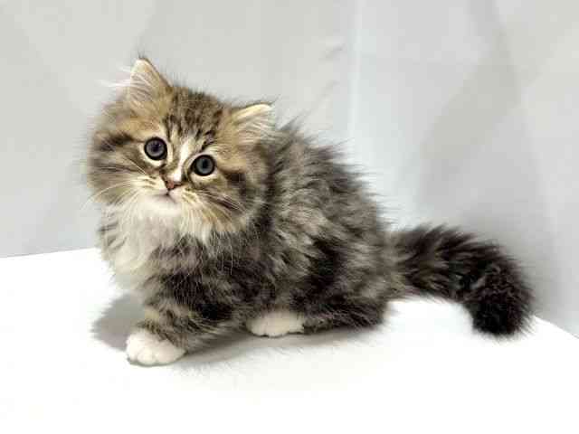 大阪府のミヌエット (ひごペットフレンドリーセブンパーク天美店/2025年12月20日生まれ/男の子/ブラウンタビーホワイト)の子猫の3枚目の画像