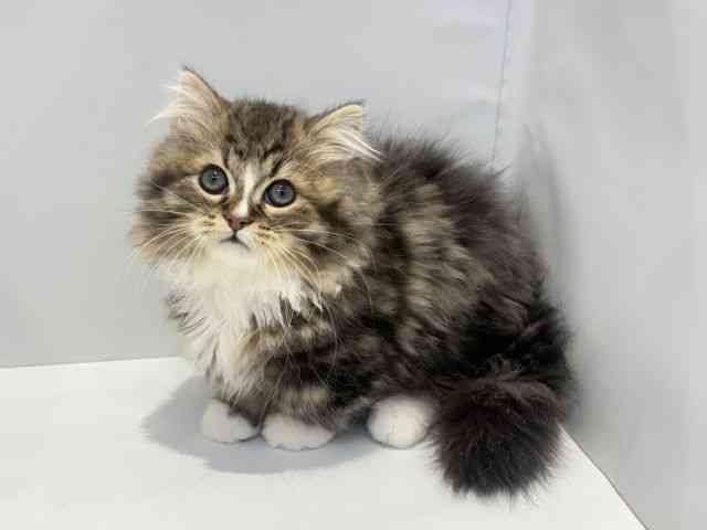 大阪府のミヌエット (ひごペットフレンドリーセブンパーク天美店/2025年12月20日生まれ/男の子/ブラウンタビーホワイト)の子猫の3枚目の画像