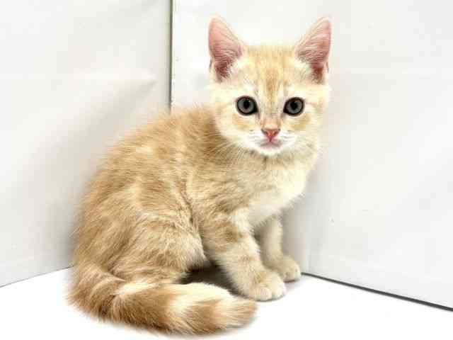 大阪府のスコティッシュフォールド (ひごペットフレンドリーイオンタウン茨木太田店/2025年12月19日生まれ/男の子/クリームタビー)の子猫の3枚目の画像