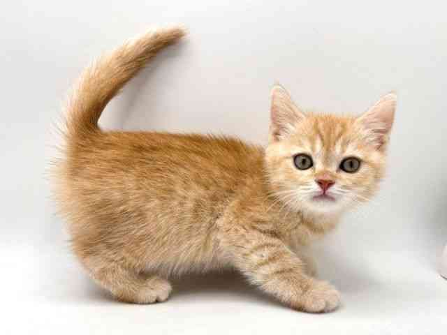 奈良県のスコティッシュフォールド (ひごペットフレンドリー田原本店/2025年12月19日生まれ/男の子/クリームタビーホワイト)の子猫の3枚目の画像