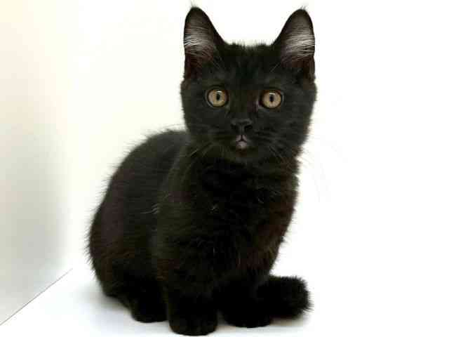 兵庫県のマンチカン (ひごペットフレンドリーブルメールHAT神戸店/2025年12月15日生まれ/女の子/ブラックスモーク)の子猫の3枚目の画像