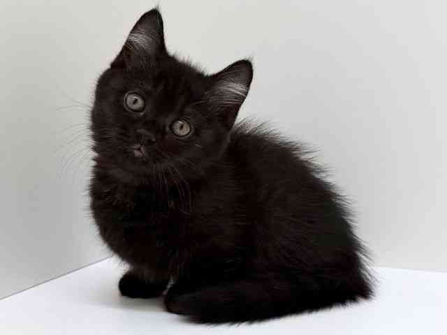 兵庫県のマンチカン (ひごペットフレンドリーブルメールHAT神戸店/2025年12月15日生まれ/女の子/ブラックスモーク)の子猫の3枚目の画像