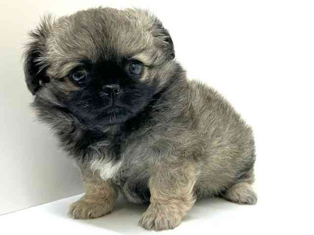 兵庫県のチワペキ/ペキチー/ペキチワ(チワワ×ペキニーズ) (ひごペットフレンドリーブルメールHAT神戸店/2025年12月18日生まれ/男の子/フォーン)の子犬の3枚目の画像