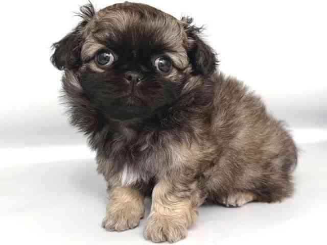 大阪府のチワペキ/ペキチー/ペキチワ(チワワ×ペキニーズ) (ひごペットフレンドリー岸和田店/2025年12月18日生まれ/男の子/フォーン)の子犬の3枚目の画像