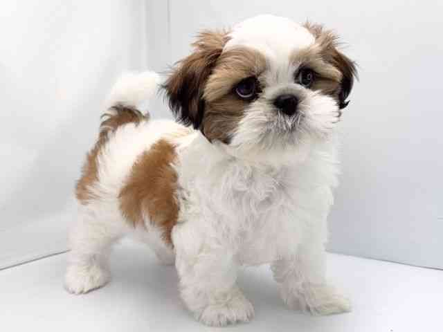 京都府のシーズー (ひごペットフレンドリー洛北阪急スクエア店/2025年12月21日生まれ/女の子/ゴールドホワイト)の子犬の3枚目の画像