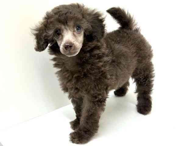 兵庫県のトイプードル(トイ) (ひごペットフレンドリーブルメールHAT神戸店/2025年12月21日生まれ/女の子/ブラウン)の子犬の3枚目の画像