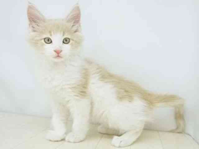 福岡県のノルウェージャンフォレストキャット (ひごペットフレンドリーゆめタウン筑紫野店/2025年12月20日生まれ/男の子/クリームタビーホワイト)の子猫の3枚目の画像