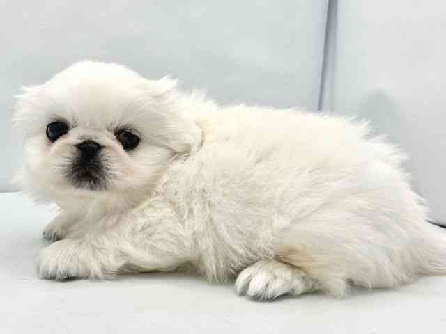 大阪府のペキニーズ (ひごペットフレンドリーイトーヨーカドー津久野店/2025年12月20日生まれ/男の子/ホワイト)の子犬の3枚目の画像