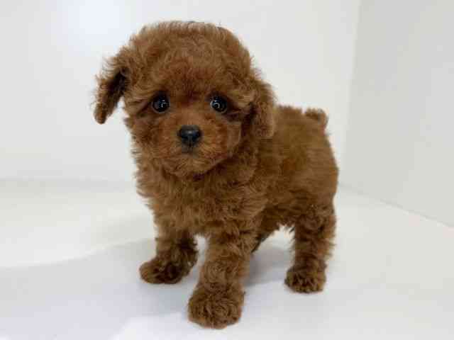 兵庫県のトイプードル(トイ) (ひごペットフレンドリーイトーヨーカドー明石店/2025年12月18日生まれ/男の子/レッド)の子犬の3枚目の画像