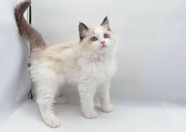 島根県のラグドール (ひごペットフレンドリーイオン松江ショッピングセンター店/2025年12月20日生まれ/男の子/シールポイントバイカラー)の子猫の3枚目の画像