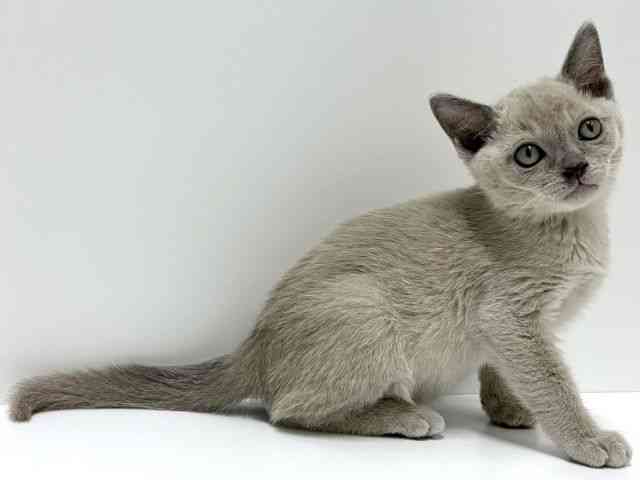 愛知県のトンキニーズ (ひごペットフレンドリーららぽーと名古屋みなとアクルス店/2025年12月19日生まれ/女の子/プラチナソリッド)の子猫の3枚目の画像