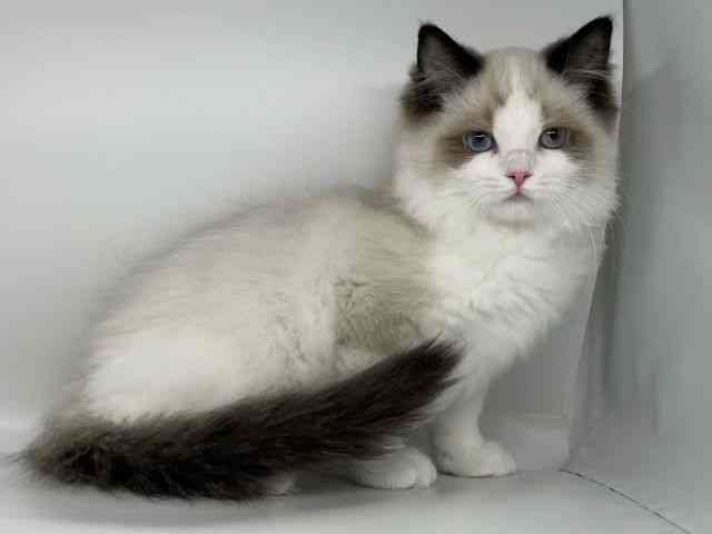 徳島県のラグドール (ひごペットフレンドリーゆめタウン徳島店/2025年12月16日生まれ/女の子/シールポイントバイカラー)の子猫の3枚目の画像