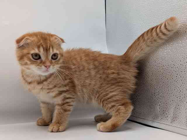 香川県のスコティッシュフォールド (ひごペットフレンドリーゆめタウン高松店/2025年12月20日生まれ/女の子/レッドタビー)の子猫の3枚目の画像