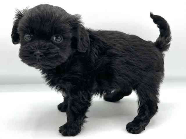 大阪府のマルプー(マルチーズ×プードル) (ひごペットフレンドリーららぽーとEXPOCITY店/2025年12月20日生まれ/女の子/ブラック)の子犬の3枚目の画像