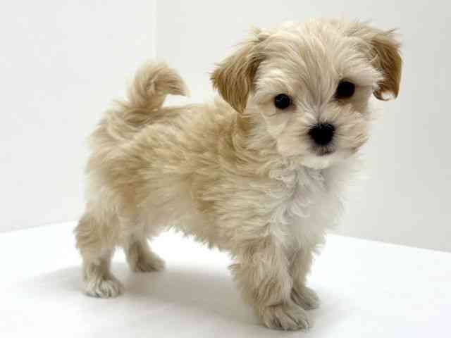 大阪府のマルプー(マルチーズ×プードル) (ひごペットフレンドリーくずはモール店/2025年12月20日生まれ/男の子/クリーム)の子犬の3枚目の画像