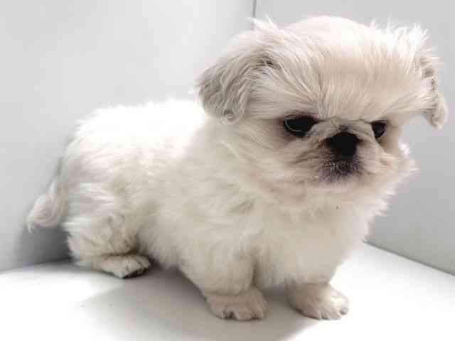 奈良県のペキニーズ (ひごペットフレンドリー奈良パワーシティ店/2025年12月20日生まれ/男の子/ホワイト)の子犬の3枚目の画像