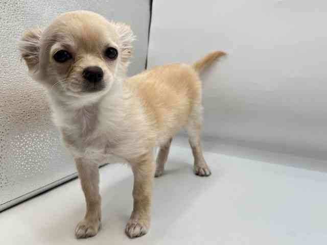 香川県のチワワ(ロング) (ひごペットフレンドリーゆめタウン高松店/2025年12月20日生まれ/男の子/クリーム)の子犬の3枚目の画像