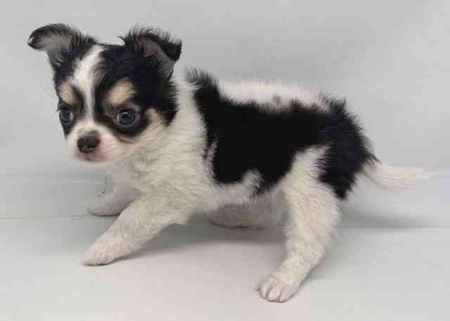 鳥取県のチワワ(ロング) (ひごペットフレンドリーイオンモール鳥取北店/2025年12月19日生まれ/女の子/ブラックタンホワイト)の子犬の3枚目の画像