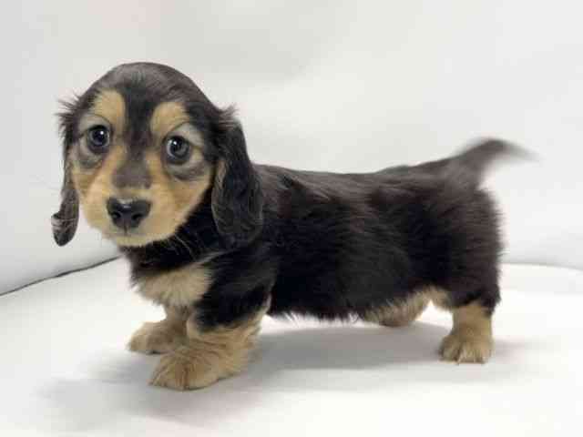 愛媛県のミニチュアダックスフンド(ロング) (ひごペットフレンドリーイオンモール今治新都市店/2025年12月19日生まれ/男の子/ブラックタン)の子犬の3枚目の画像