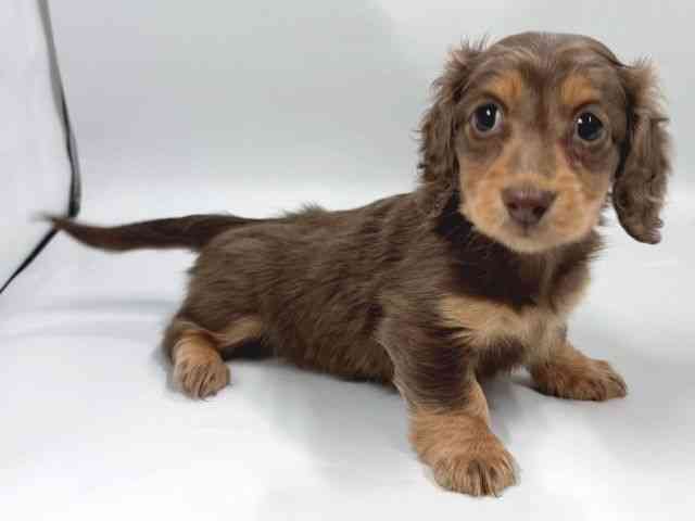 京都府のミニチュアダックスフンド(ロング) (ひごペットフレンドリー京都店/2025年12月19日生まれ/女の子/チョコレートタン)の子犬の3枚目の画像