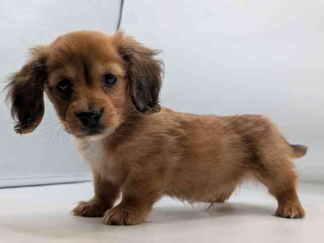 香川県のミニチュアダックスフンド(ロング) (ひごペットフレンドリーゆめタウン高松店/2025年12月17日生まれ/男の子/レッド)の子犬の3枚目の画像