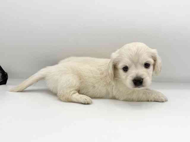 大阪府のチワックス(チワワ×ダックス) (ひごペットフレンドリーららぽーとEXPOCITY店/2025年12月21日生まれ/男の子/クリーム)の子犬の3枚目の画像