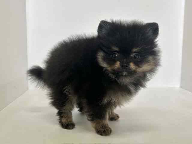大阪府のポメラニアン (ひごペットフレンドリーアクロスプラザ住之江店/2025年12月21日生まれ/男の子/ブラックタン)の子犬の3枚目の画像