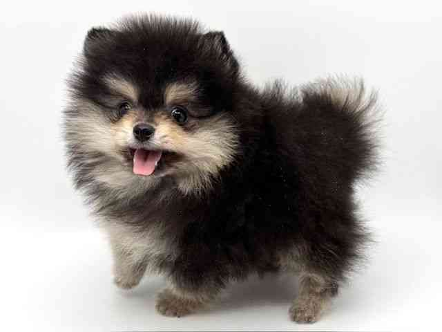 大阪府のポメラニアン (ひごペットフレンドリーみのおキューズモール店/2025年12月21日生まれ/男の子/ブラックタン)の子犬の3枚目の画像