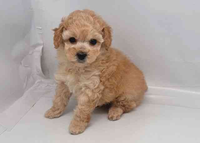鳥取県のトイプードル(トイ) (ひごペットフレンドリーイオンモール鳥取北店/2025年12月20日生まれ/男の子/オレンジフォーン)の子犬の3枚目の画像