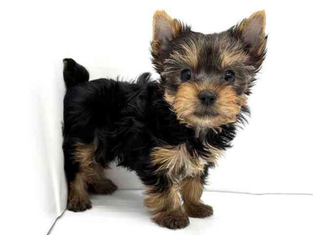 大阪府のヨークシャーテリア (ひごペットフレンドリーイオンタウン茨木太田店/2025年12月19日生まれ/男の子/スチールブルータン)の子犬の3枚目の画像