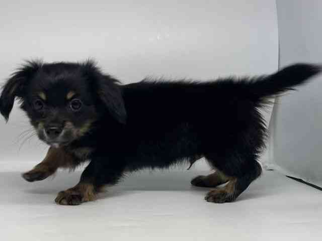 徳島県のチワックス(チワワ×ダックス) (ひごペットフレンドリーゆめタウン徳島店/2025年12月18日生まれ/男の子/ブラックタン)の子犬の3枚目の画像