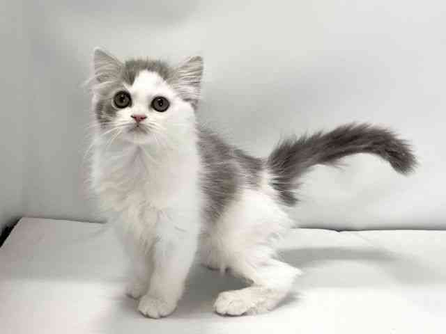 愛媛県のスコティッシュフォールド (ひごペットフレンドリーイオンモール今治新都市店/2025年12月7日生まれ/女の子/ブルータビーホワイト)の子猫の3枚目の画像