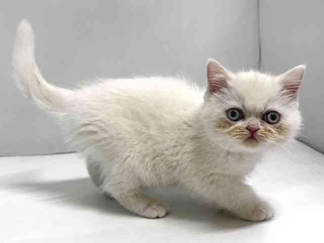 奈良県のエキゾチック (ひごペットフレンドリー奈良パワーシティ店/2025年12月20日生まれ/女の子/ホワイト)の子猫の3枚目の画像