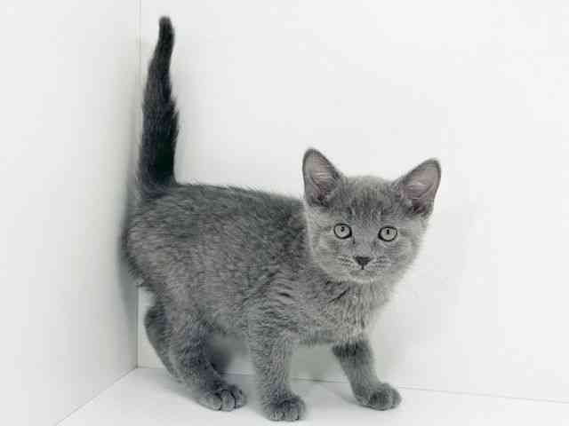 大阪府のロシアンブルー (ひごペットフレンドリーくずはモール店/2025年12月20日生まれ/女の子/ブルー)の子猫の3枚目の画像