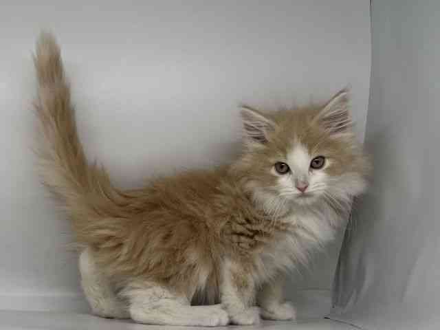 徳島県のノルウェージャンフォレストキャット (ひごペットフレンドリーゆめタウン徳島店/2025年12月12日生まれ/男の子/クリームタビーホワイト)の子猫の3枚目の画像