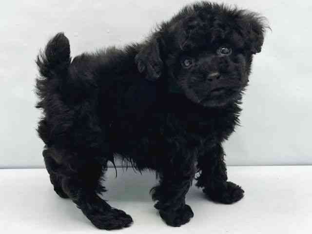 大阪府のトイプードル(トイ) (ひごペットフレンドリーイトーヨーカドー津久野店/2025年12月20日生まれ/男の子/ブラック)の子犬の3枚目の画像