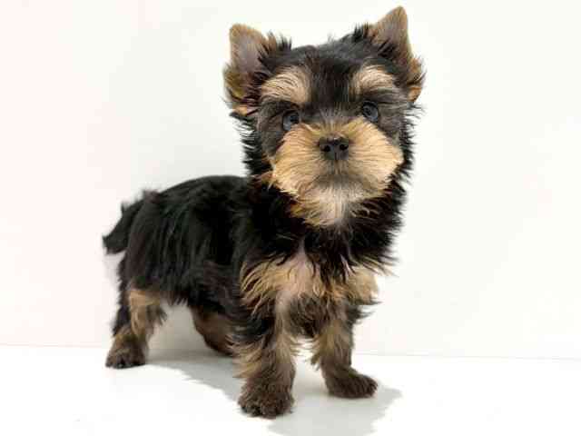 大阪府のヨークシャーテリア (ひごペットフレンドリーイオン高槻店/2025年12月19日生まれ/女の子/スチールブルータン)の子犬の3枚目の画像