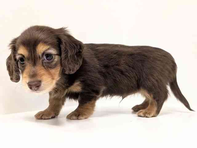 福岡県のミニチュアダックスフンド(ロング) (ひごペットフレンドリーリバーウォーク北九州店/2025年12月20日生まれ/男の子/チョコレートタン)の子犬の3枚目の画像