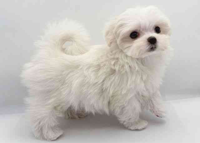 島根県のマルチーズ (ひごペットフレンドリーイオン松江ショッピングセンター店/2025年12月20日生まれ/女の子/ホワイト)の子犬の3枚目の画像