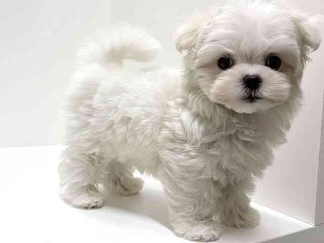 愛知県のマルチーズ (ひごペットフレンドリーららぽーと名古屋みなとアクルス店/2025年12月20日生まれ/男の子/ホワイト)の子犬の3枚目の画像