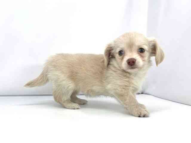 兵庫県のチワックス(チワワ×ダックス) (ひごペットフレンドリーイオンタウン加古川店/2025年12月21日生まれ/女の子/クリーム)の子犬の3枚目の画像