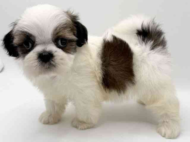 大阪府のシーズー (ひごペットフレンドリーみのおキューズモール店/2025年12月21日生まれ/男の子/ゴールドホワイト)の子犬の3枚目の画像