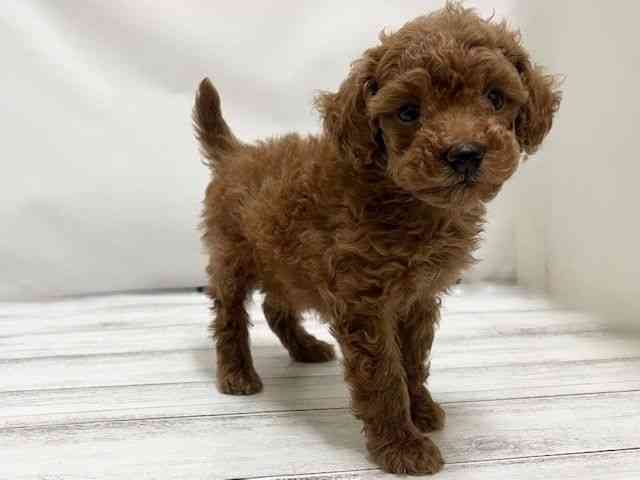 和歌山県のトイプードル(トイ) (ひごペットフレンドリーパームシティ和歌山店/2025年12月21日生まれ/女の子/レッド)の子犬の3枚目の画像