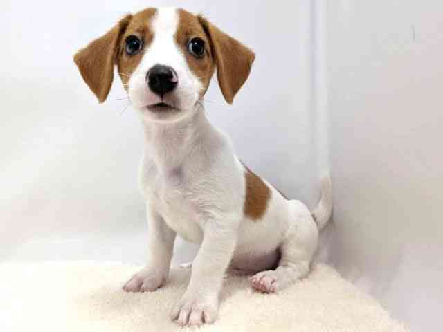 広島県のジャックラッセルテリア (ひごペットフレンドリーゆめタウン廿日市店/2025年12月21日生まれ/男の子/ホワイトタン)の子犬の3枚目の画像